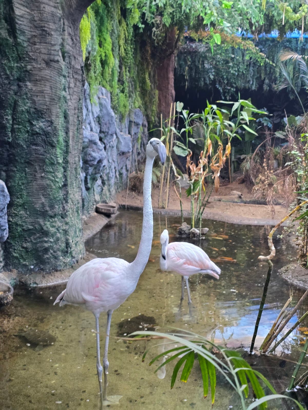 TROPICAL LAND