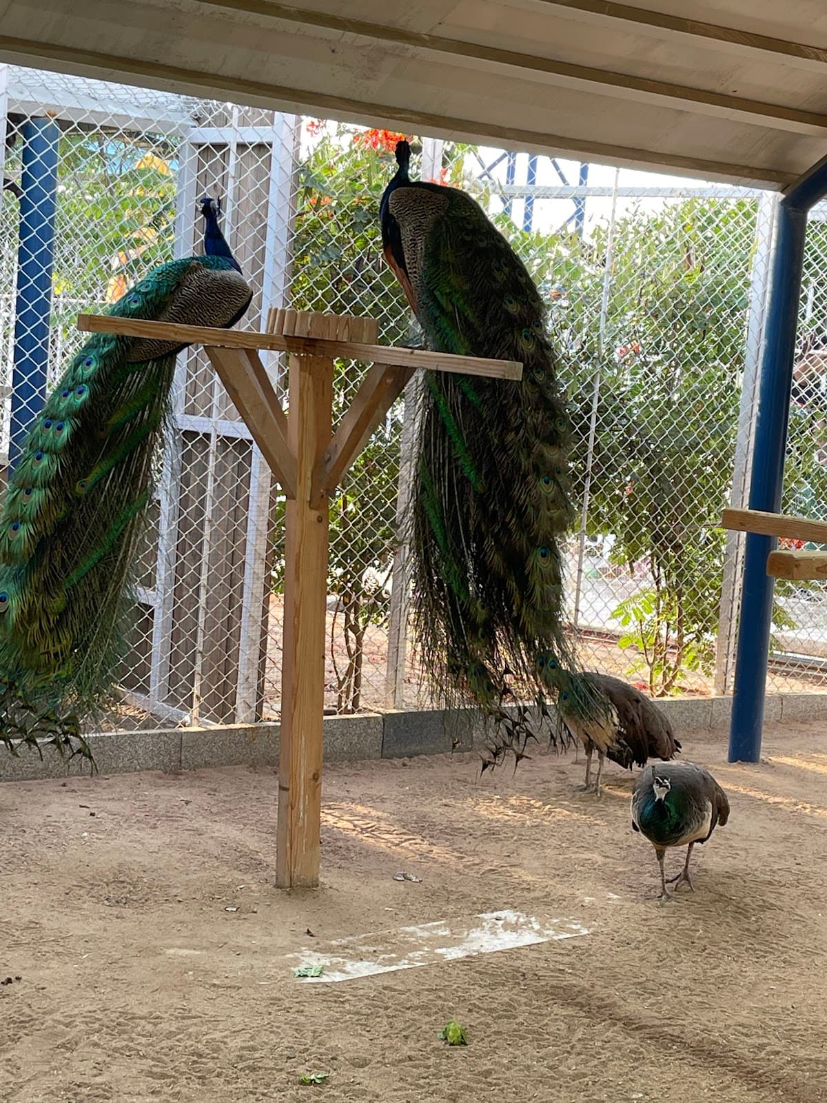 Little Farm (Jeddah)
