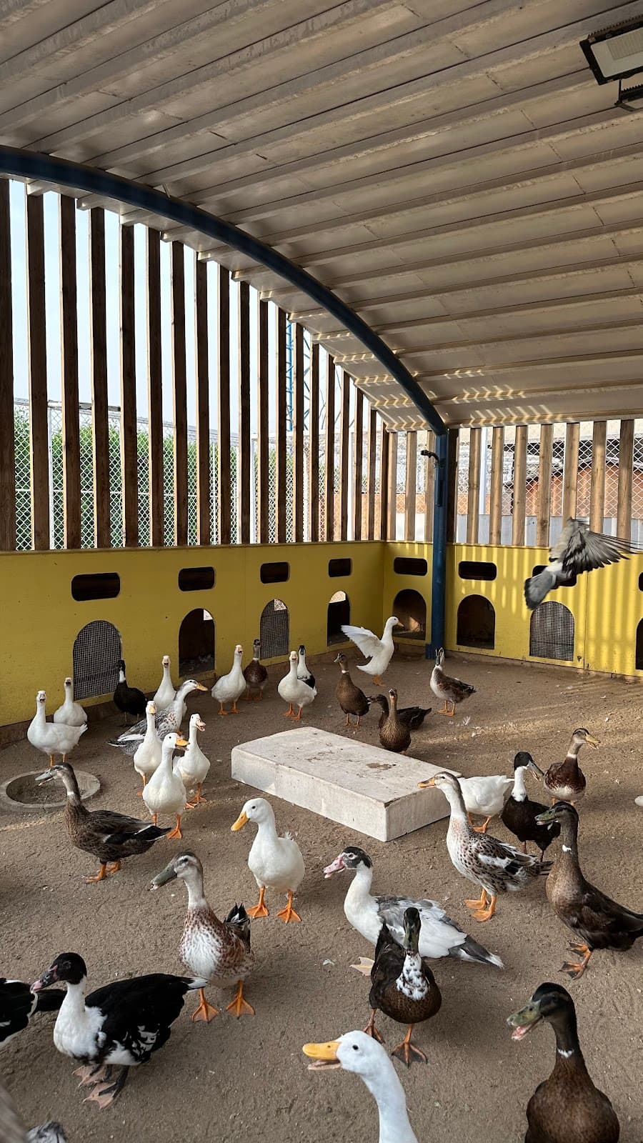 Little Farm (Jeddah)